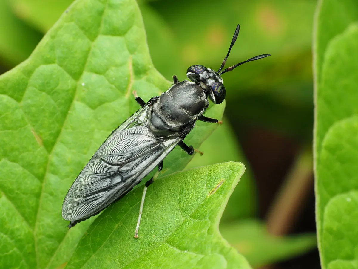 Black Soldier Fly - photo 3