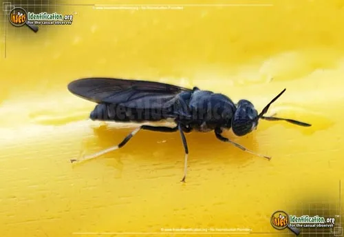 Black Soldier Fly - photo 4