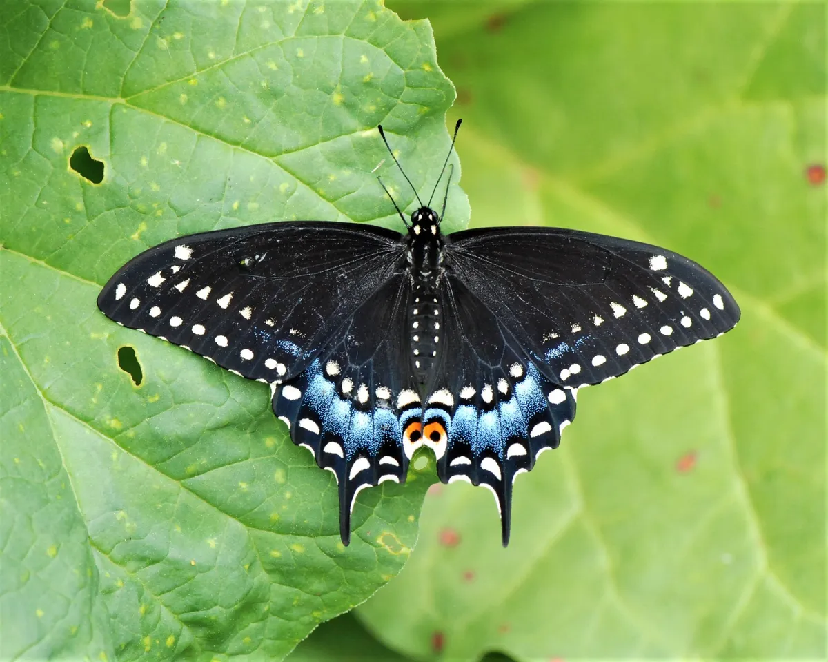 Black Swallowtail - photo 3