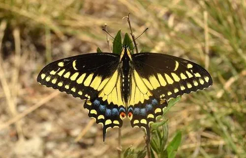 Black Swallowtail - photo 4