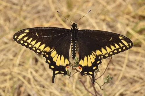 Black Swallowtail - photo 5