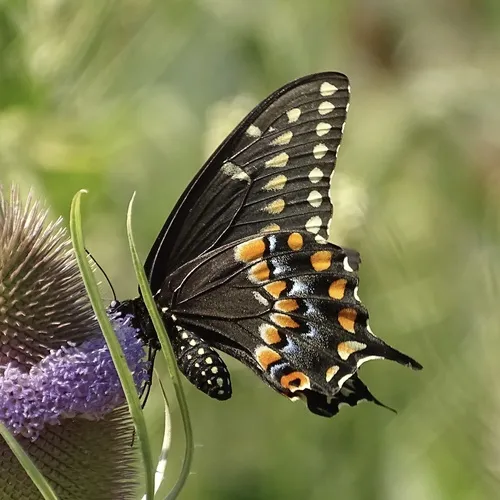 Black Swallowtail - photo 6