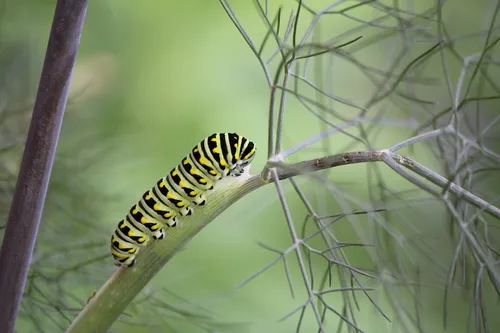 Black Swallowtail - photo 7