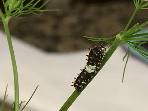 Black Swallowtail - photo 8