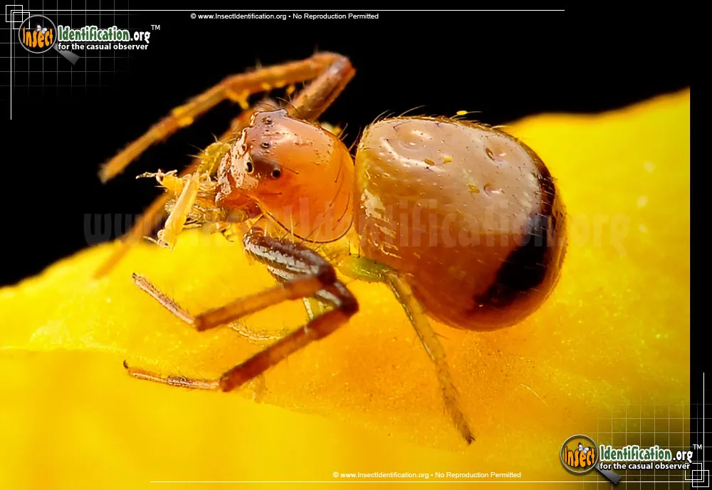 Black Tail Crab Spider