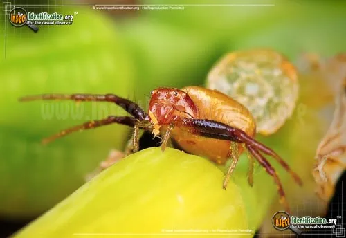 Black Tail Crab Spider - photo 4