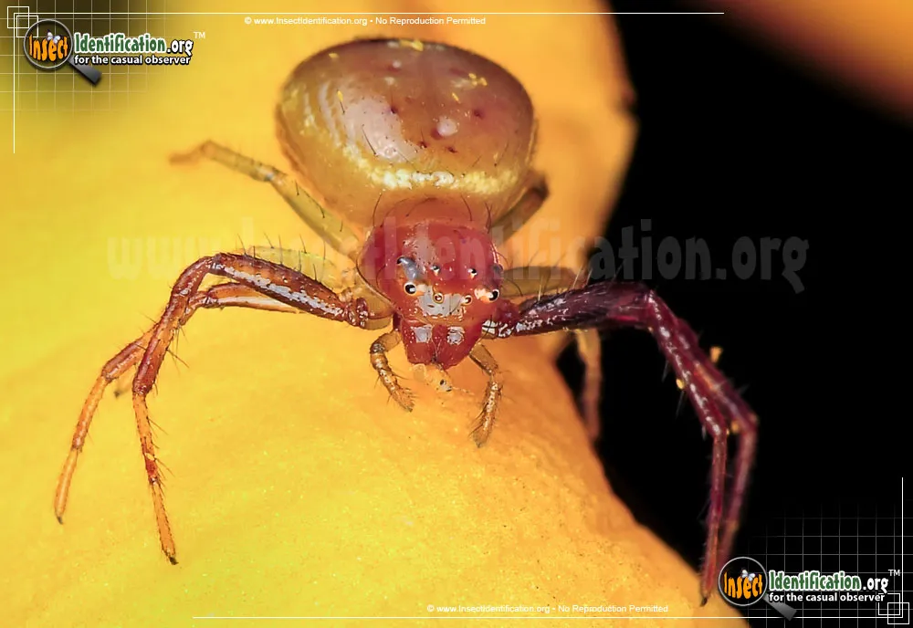Black Tail Crab Spider - photo 5