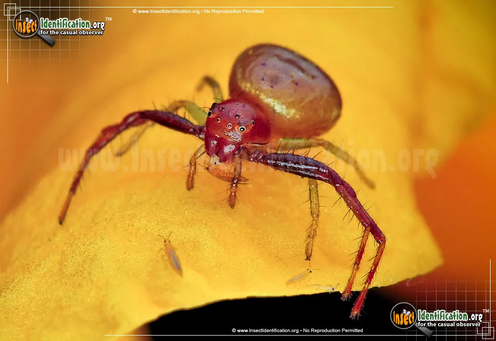 Black Tail Crab Spider - photo 7