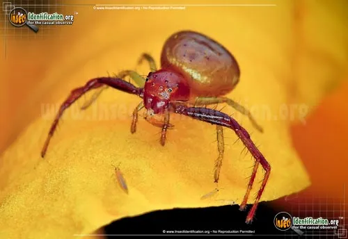 Black Tail Crab Spider - photo 8