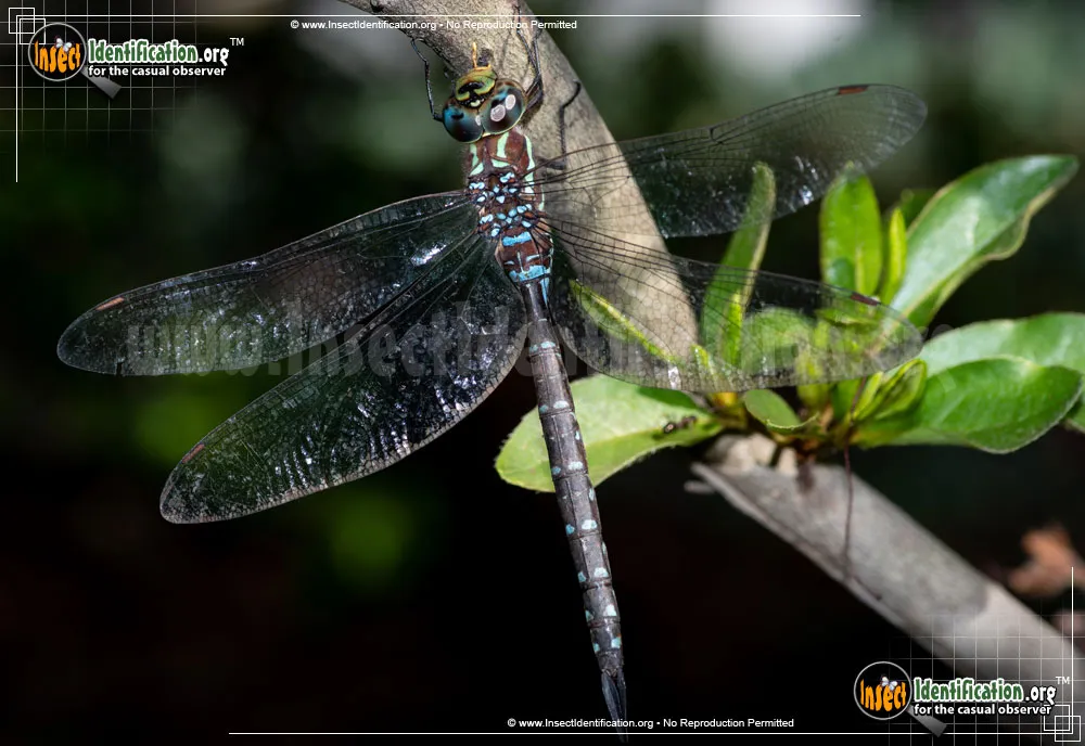 Black-tipped Darner