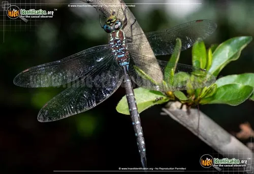 Black-tipped Darner - photo 2