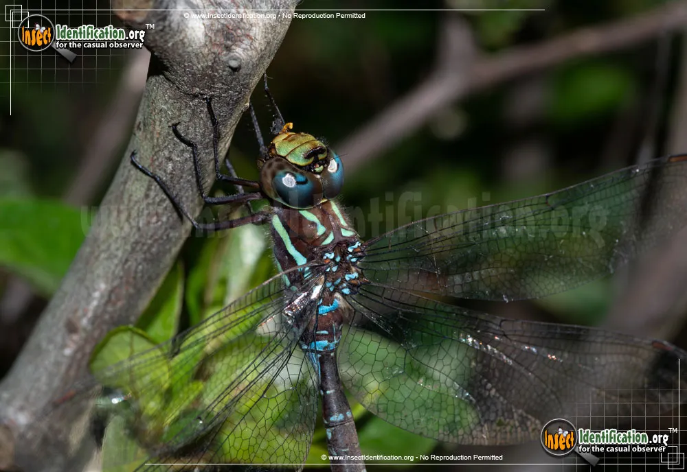 Black-tipped Darner - photo 3