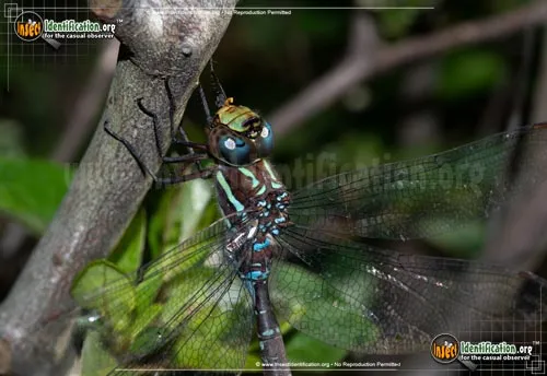 Black-tipped Darner - photo 4