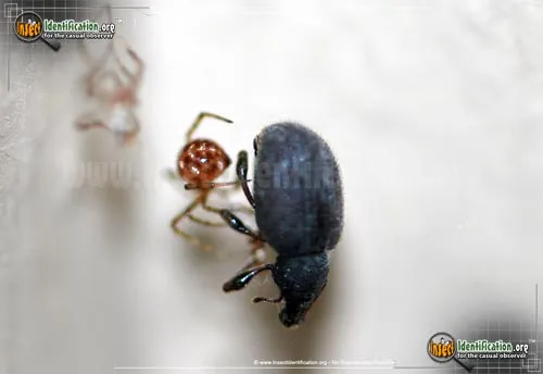 Black Vine Weevil - photo 2
