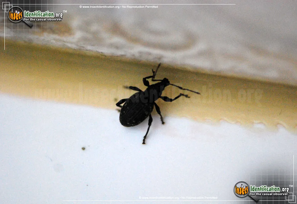 Black Vine Weevil - photo 3