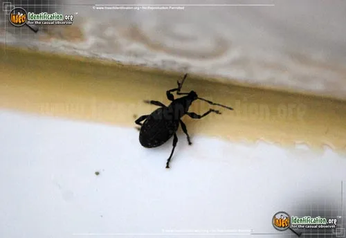 Black Vine Weevil - photo 4