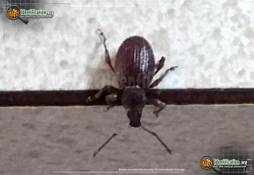 Black Vine Weevil - photo 6