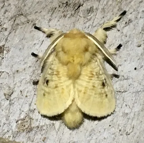 Black-waved Flannel Moth - photo 8