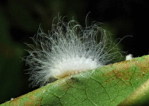 Black-waved Flannel Moth - photo 2
