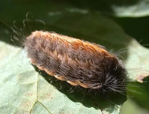 Black-waved Flannel Moth - photo 3