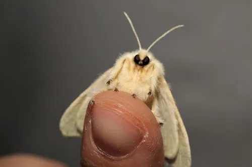 Black-waved Flannel Moth - photo 5