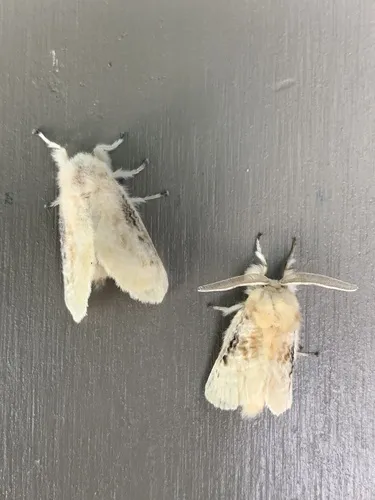 Black-waved Flannel Moth - photo 6