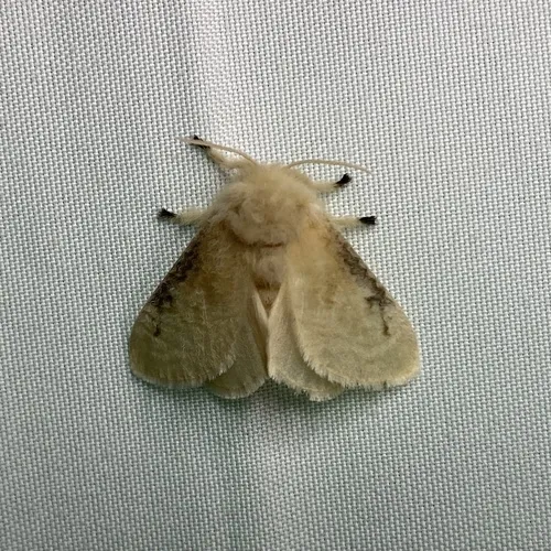 Black-waved Flannel Moth - photo 7