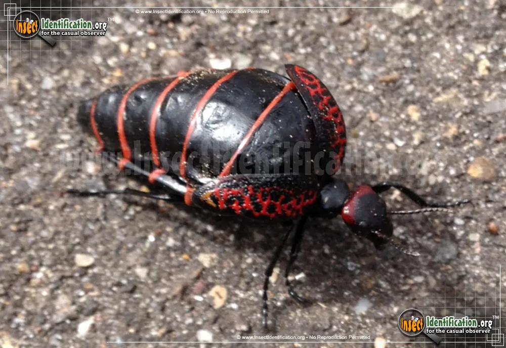 Black and Red Blister Beetle