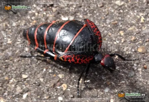 Black and Red Blister Beetle - photo 2