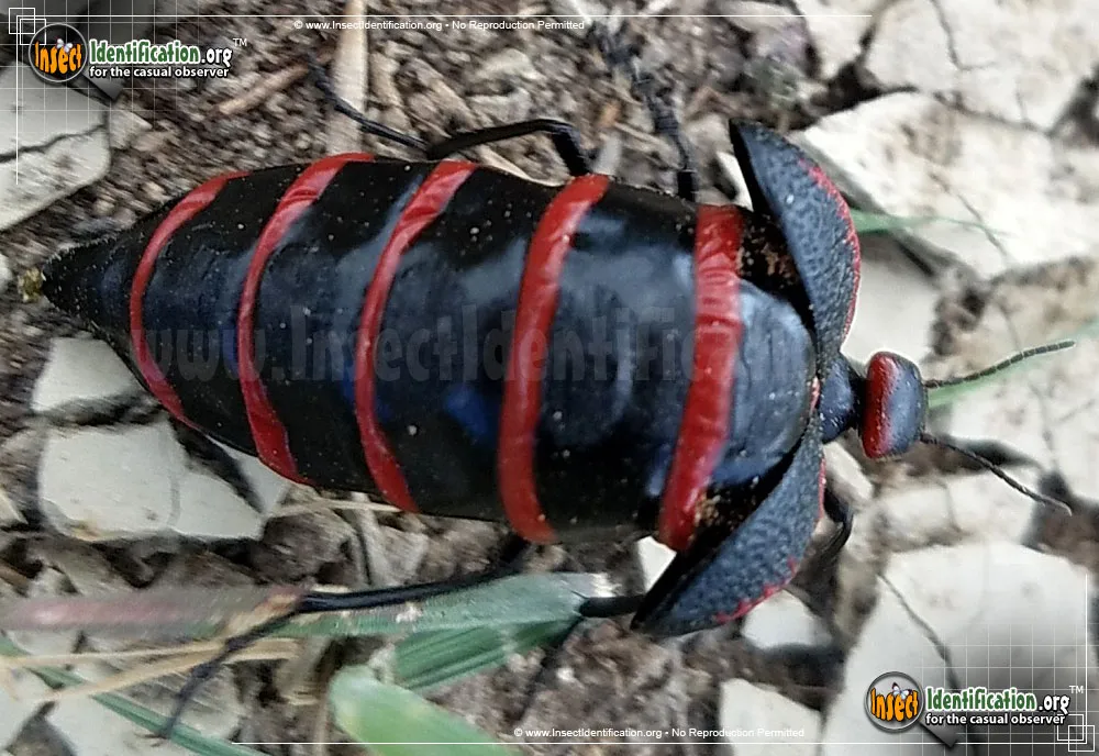 Black and Red Blister Beetle - photo 3