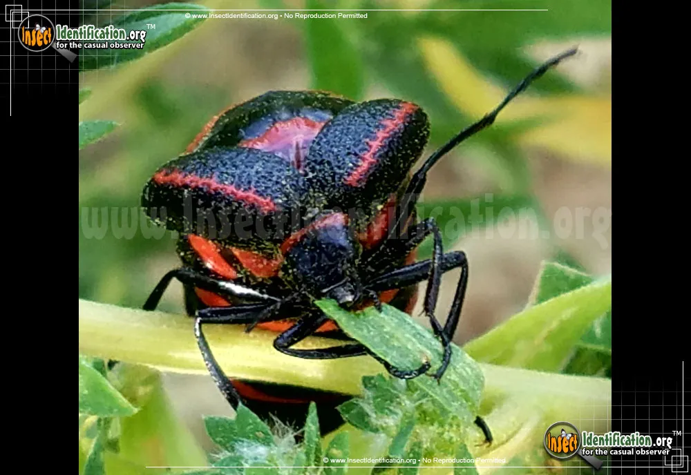 Black and Red Blister Beetle - photo 5