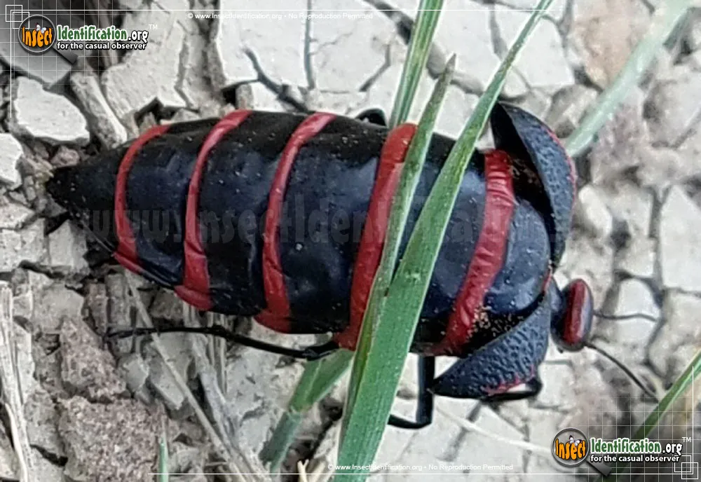 Black and Red Blister Beetle - photo 7