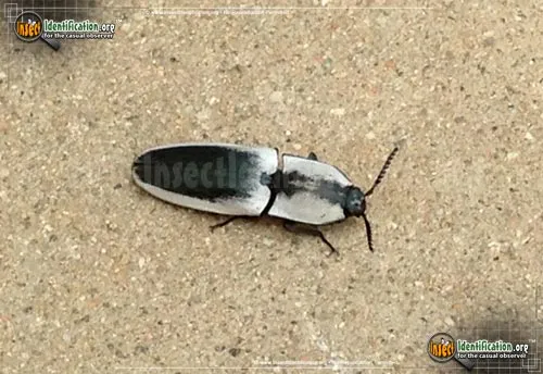 Black-and-white Click Beetle - photo 2