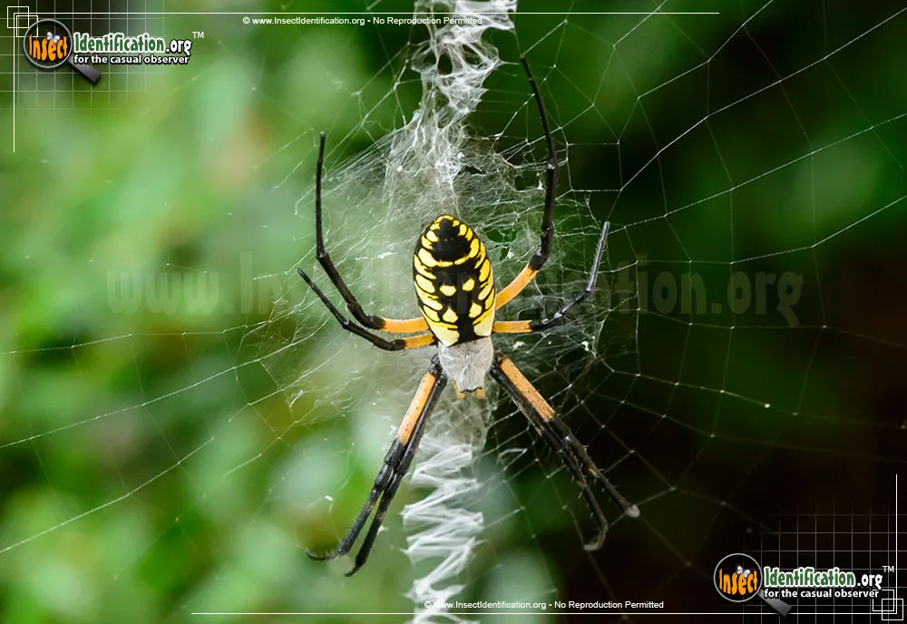 Black and Yellow Garden Spider - photo 2