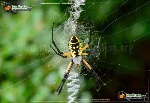 Black and Yellow Garden Spider - photo 3