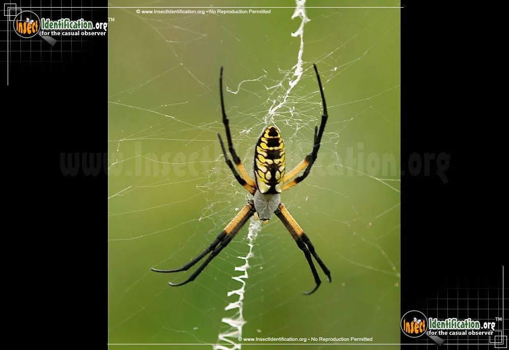 Black and Yellow Garden Spider - photo 4