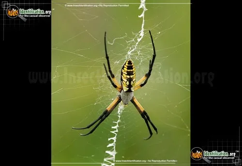 Black and Yellow Garden Spider - photo 5