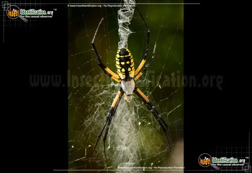 Black and Yellow Garden Spider - photo 7