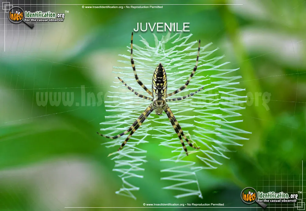 Black and Yellow Garden Spider - photo 8