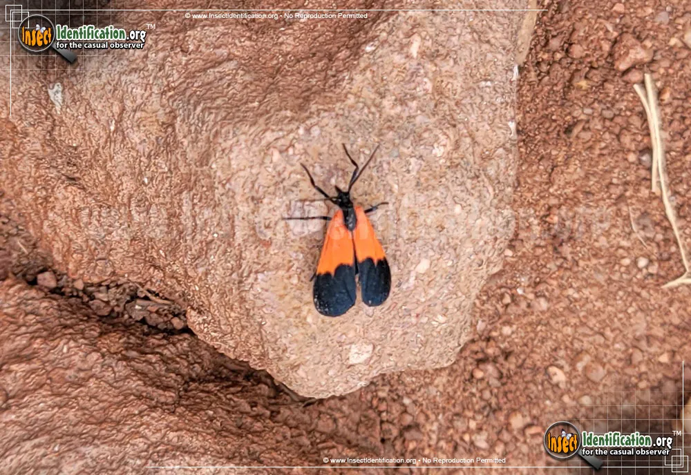 Black-and-yellow Lichen Moth