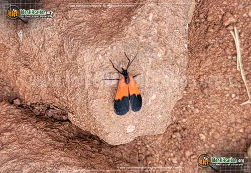 Black-and-yellow Lichen Moth - photo 2