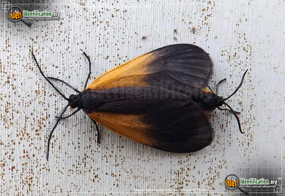 Black-and-yellow Lichen Moth - photo 5