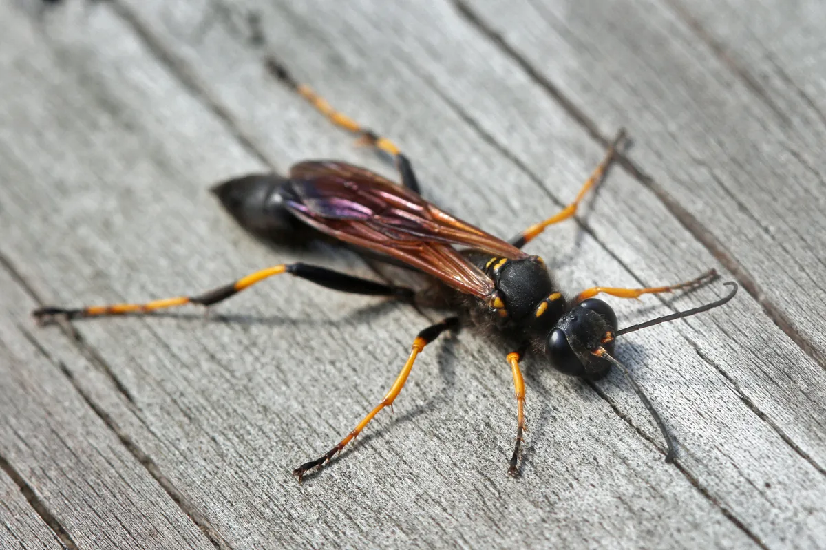 Black and Yellow Mud Dauber - photo 4