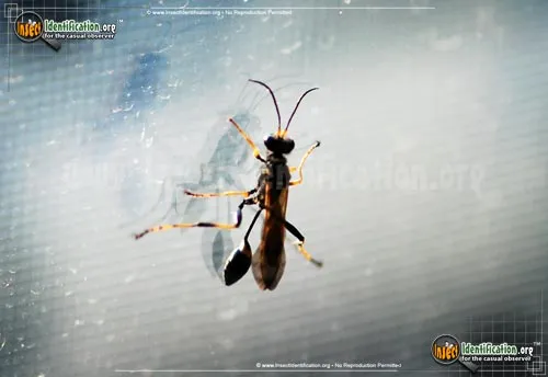 Black and Yellow Mud Dauber - photo 5