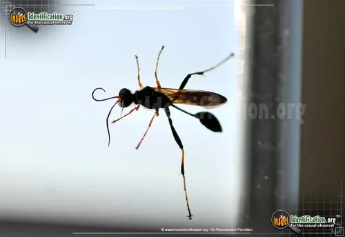 Black and Yellow Mud Dauber - photo 6
