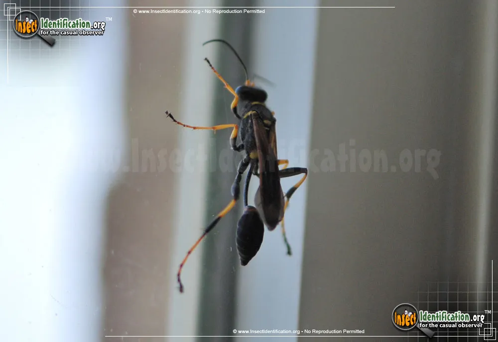 Black and Yellow Mud Dauber - photo 7