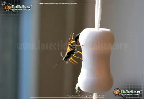 Black and Yellow Mud Dauber - photo 8
