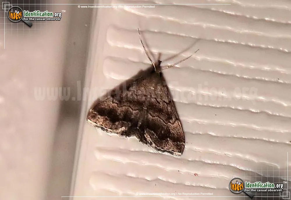 Black-banded Owlet Moth
