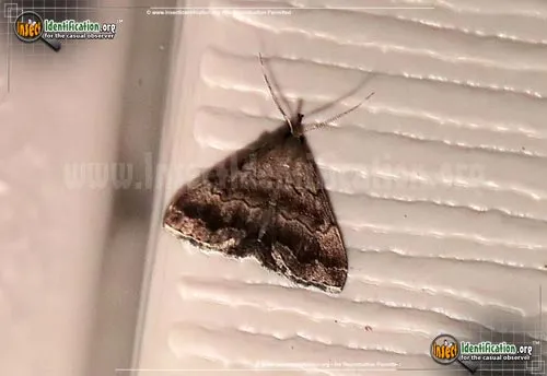 Black-banded Owlet Moth - photo 2