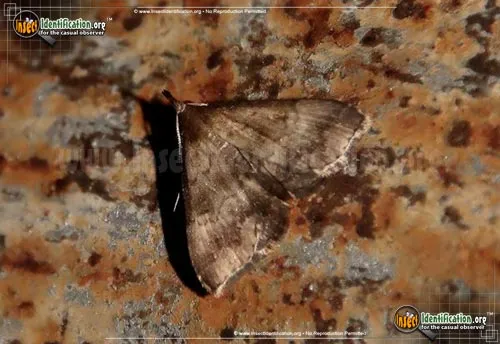 Black-banded Owlet Moth - photo 4